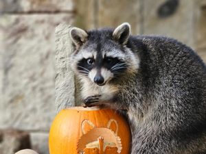 Supporting image for story: Fourth escapee racoon caught and returned to zoo