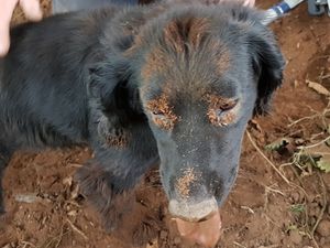 Supporting image for story: Spaniel rescued in Rugeley after getting stuck down a fox hole