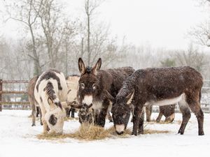 Supporting image for story: RSPCA braced for 2,000 festive calls