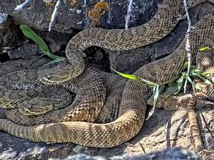 Supporting image for story: Scientists use video to monitor ‘mega-den’ of hundreds of rattlesnakes