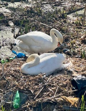 Hope Amidst the Waste: Swan Pair Nest by Pleck Canal Despite recent Pollution Crisis
