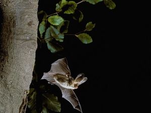 Supporting image for story: Bats the way I like it - care home residents find out about the wonderful world of bats