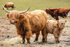 Highland Cattle on the estate