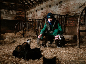 Supporting image for story: New homes needed for 37 cats as heartbroken Shropshire farmer moves out