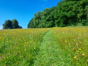 Supporting image for story: Wild about Westhope Summer Event