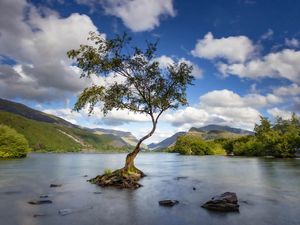 Supporting image for story: Cedar climbed by Beatles and oak in Woolf poem among Tree of the Year nominees