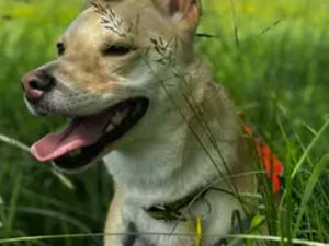 Supporting image for story: 26 adorable pups near the Black Country looking for their 'forever home'