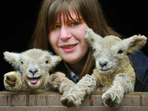 Supporting image for story: Spring has sprung at Shugborough hall