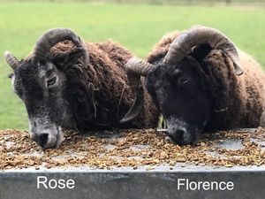 Supporting image for story: Turkeys and sheep stolen from animal sanctuary targeted during lockdown closure