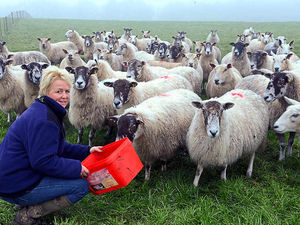 Supporting image for story: Shropshire farmer's warning on dog attacks as ewes savaged to death
