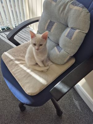 #Gwyntotherescure #citizensadvicekitty