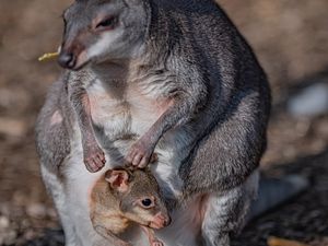 Supporting image for story: Arrival of adorable baby kangaroo delights staff at Chester Zoo