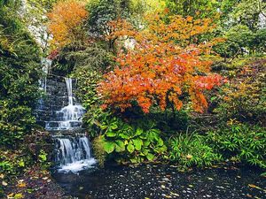 Supporting image for story: Shropshire garden shows beauty of Autumn