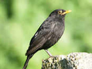 Supporting image for story: Blackbird tops pupils' spotting list