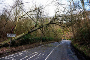 The tree which came down on the A488 near Minsterley