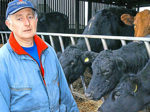 Supporting image for story: Cow poisoning threat to Shropshire farmer's business