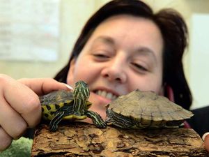 Supporting image for story: Homes wanted for turtles dumped in a Shropshire field