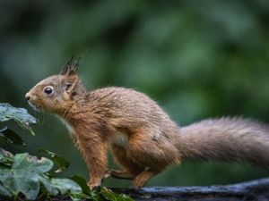 Supporting image for story: Charity bids to return four ‘architects of the wild’ species to the Highlands