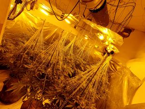 Cannabis plants seized in Wolverhampton