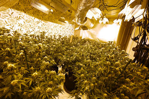 One of the raids found rooms packed with cannabis plants
