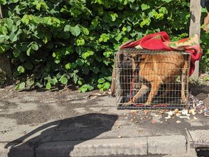 Supporting image for story: 'Distressed’ dog cruelly abandoned in industrial park in cramped cage