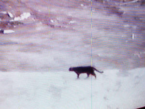 Supporting image for story: Big cats in Shropshire: A tall tale or serious threat?