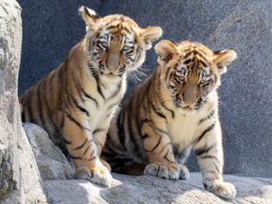 Supporting image for story: Amur tiger cubs have their first public outing at Germany’s Cologne Zoo