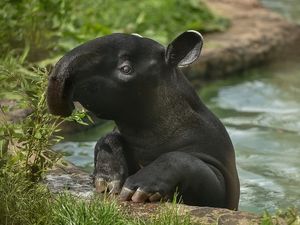 Supporting image for story: Chester Zoo unveils new homes for rare residents