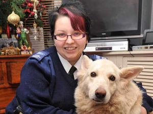 Supporting image for story: Dog fell down hole left by metal thieves