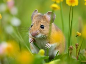 Supporting image for story: Matthew Panter: If it wasn't for that pesky mouse!