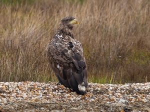 Supporting image for story: England’s white-tailed eagles feasting on cuttlefish but not lamb, experts say