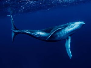 Supporting image for story: Rescuers work to free whale entangled in rope