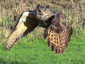 Supporting image for story: Star Witness: Owl only has eyes for twit-to-you