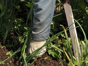 Supporting image for story: Your garden's worst nightmares are over thanks to a new weed-killing robot