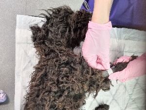 Supporting image for story: Abandoned puppy found on work site put to sleep due to 'severe condition'