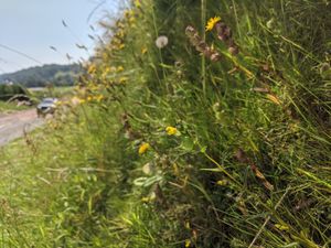Supporting image for story: Wild flower verges planned for Llanfyllin