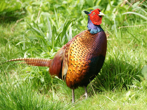 Supporting image for story: Game bird sheds are part of farm plans near Shrewsbury