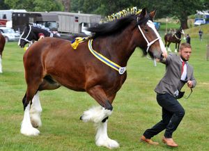 A shire horse on show for judging at Newport Show