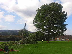 Supporting image for story: Anger as healthy tree is cut down on Ludlow estate