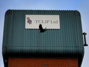 Supporting image for story: More than 600 jobs at risk at Tulip pork factory