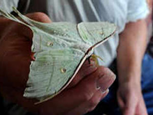Supporting image for story: Over the moon with luna moth find