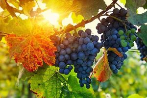 English Wine Week taking place from May 28 to June 5
