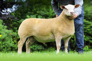 Paul Curran sold Wernfawr Dynamite for 3000gns