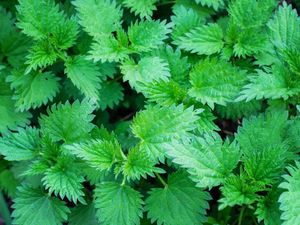 Supporting image for story: This comedian’s re-telling of his son falling into a nettle bush is hilariously dramatic