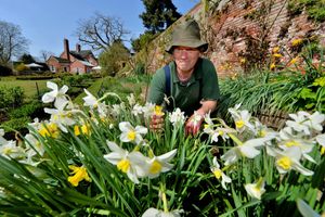 Gardener Nicholas Huxley at Goldstone Hall 
