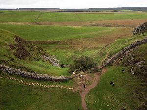 Supporting image for story: Sycamore Gap accused thought world-famous tree would be ‘good trophy,’ jury told