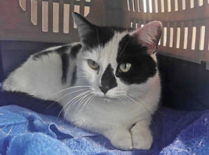 Blackjack is looking for a household with older children. Picture: RSPCA