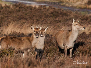 Supporting image for story: Where to enjoy our wonderful wildlife