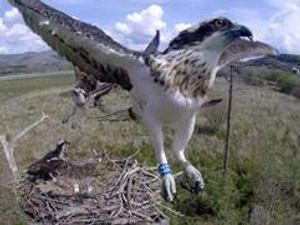 Supporting image for story: Osprey centre gets lottery boost