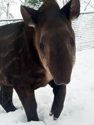 Luna the Brazilian tapir juvenile. Pic: http://www.dudleyzoo.org.uk/snows-love-hate-thing/